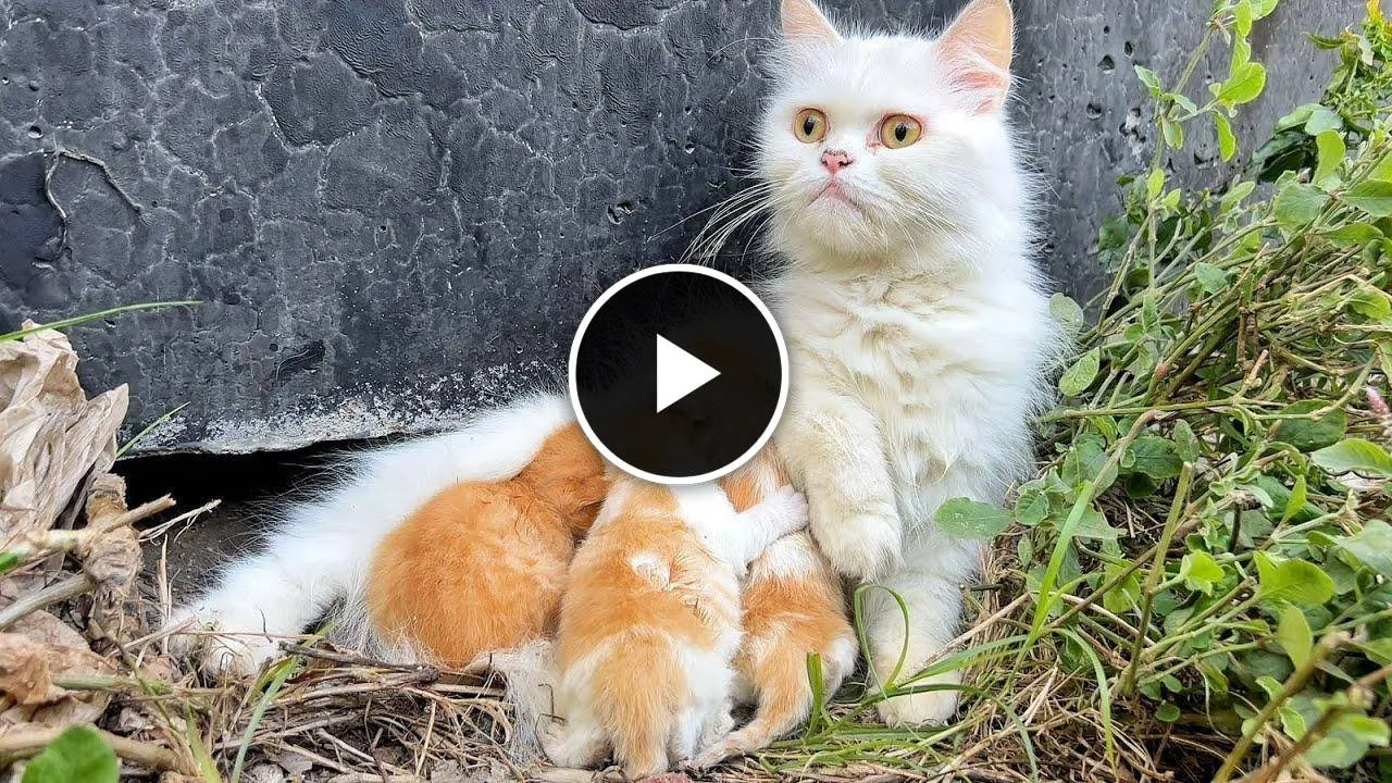 Mother cat worried because she saw a big dog near her kittens!