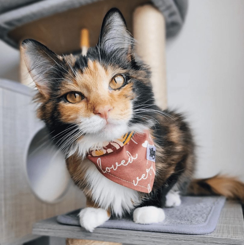 Introducing Freya the Fluff: The irresistibly photogenic kitty whose overwhelming cuteness leaves us speechless