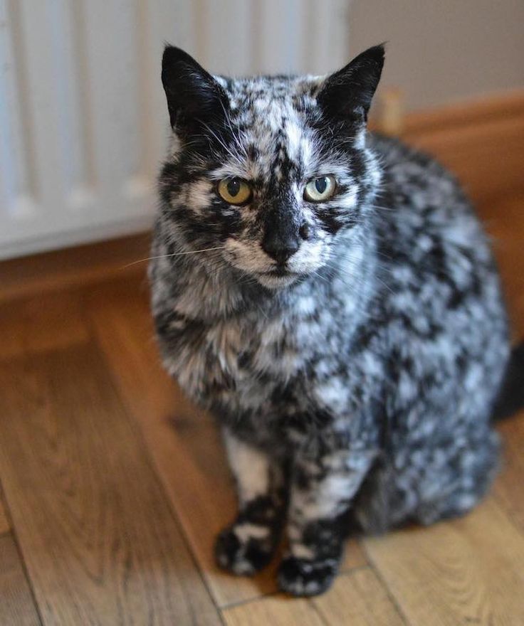 Charmingly unique: Meet the extraordinary 19-year-old cat donning a remarkably beautiful and distinct coat