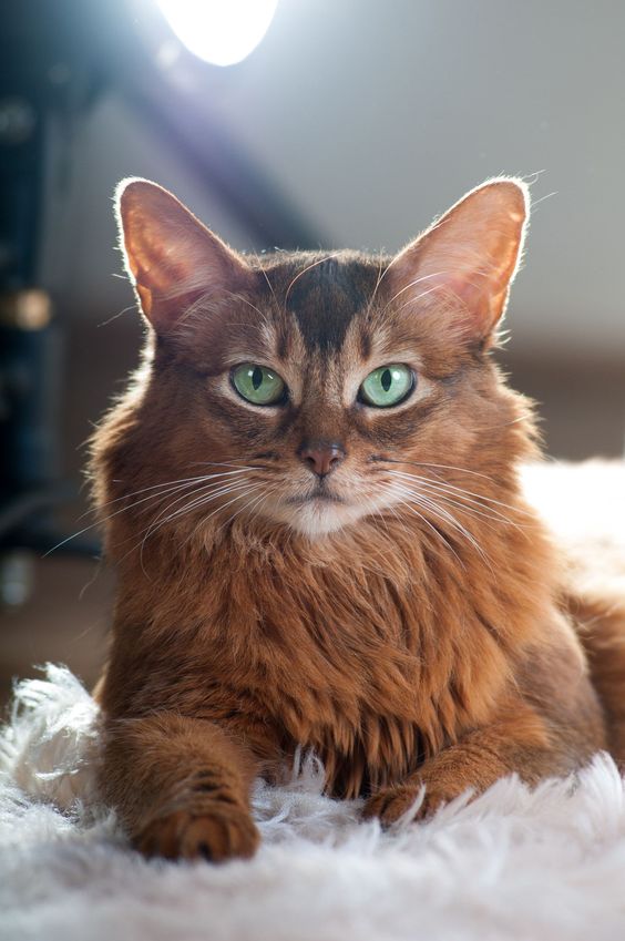 Unveiling Majestic Tails: Showcasing the Splendor of Reigning Cats in All Their Majesty
