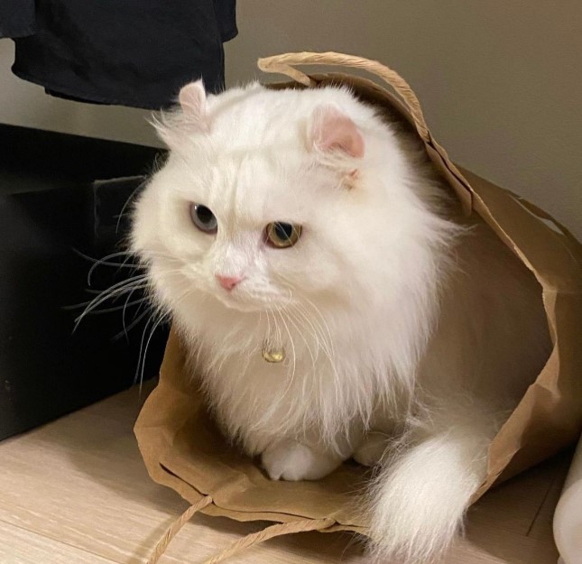 Neige’s Enchanting Charm: Heterochromatic Eyes and Curls That Steal Hearts Worldwide
