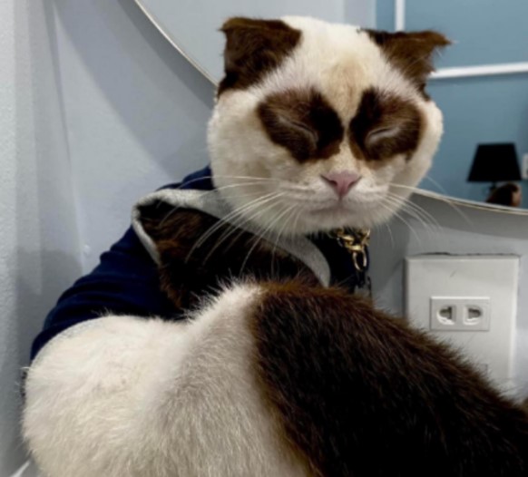 Panda Paws: Embracing the Magical Fusion of Panda’s Mystique and Cat’s Charm
