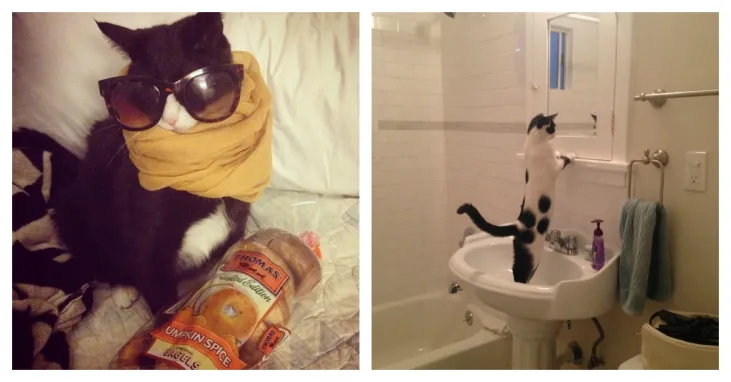 12 Cats Who Are Not Only Cute But Are Also High Maintenance