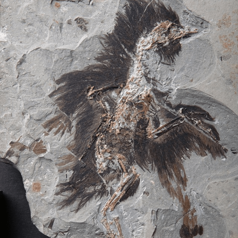 Amazing Found: Oldest Red Pigment Found in a 130 Million-Year-Old Feather Offers Glimpse into Dinosaur Coloration