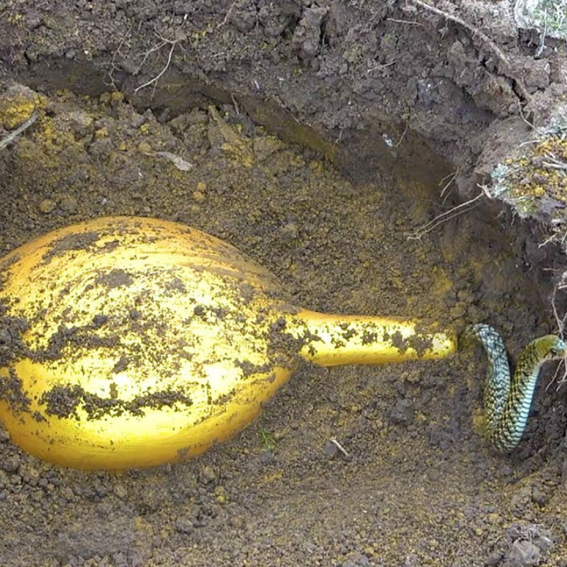 Once-in-a-lifetime discovery: Lucky man dug up an ancient gold vase buried deep underground dating back 3,500 years