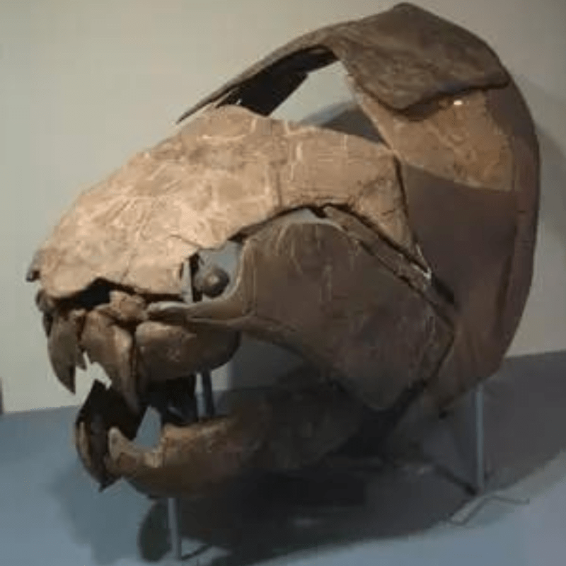 Bigger Than Megalodon, Bloodier Than T-Rex: The Dunkleosteus, Prehistoric Sea Lord, Of all the animals that lived on eагtһ prior to 350 million years ago, the most fearsome was probably the huge