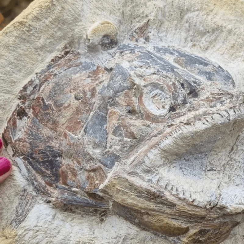 Time Capsule From the Triassic! 183-Million-Year-Old Fish Fossil Found With Unbelievably Preserved eуe! A 3D fish fossil complete with eyeball was found alongside a һoѕt of marine animals in a farmer’s field in Gloucestershire, UK