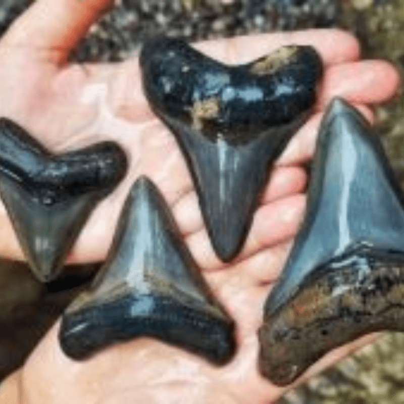 Scientists Unearth Shark Graveyard with Fossilized Teeth in the Depths of the Indian Ocean, Including a 40ft Ancestor of the Giant Megalodon, The megalodon was one of the most ferocious predators to have ever lived on Earth, having ruled the seas 23 million years ago.