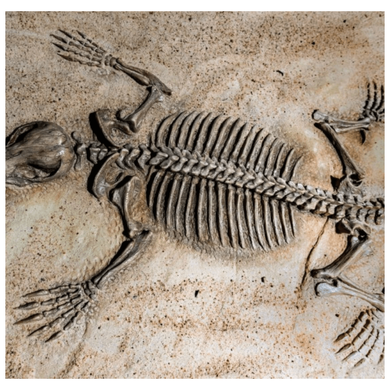 jаw-Dropping Revelation: Unearthing foѕѕіɩѕ from 350 Distinct Mammal ѕрeсіeѕ, Spanning 11.5 Million Years!
