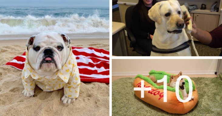 10 Wholesome Doggo Posts That Prove Dogs Are Pure-Hearted