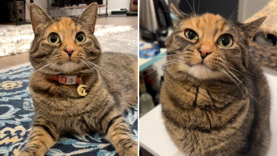 Family Brings Home This Cat Who Learns To Say The Sweetest Word To Her Mom