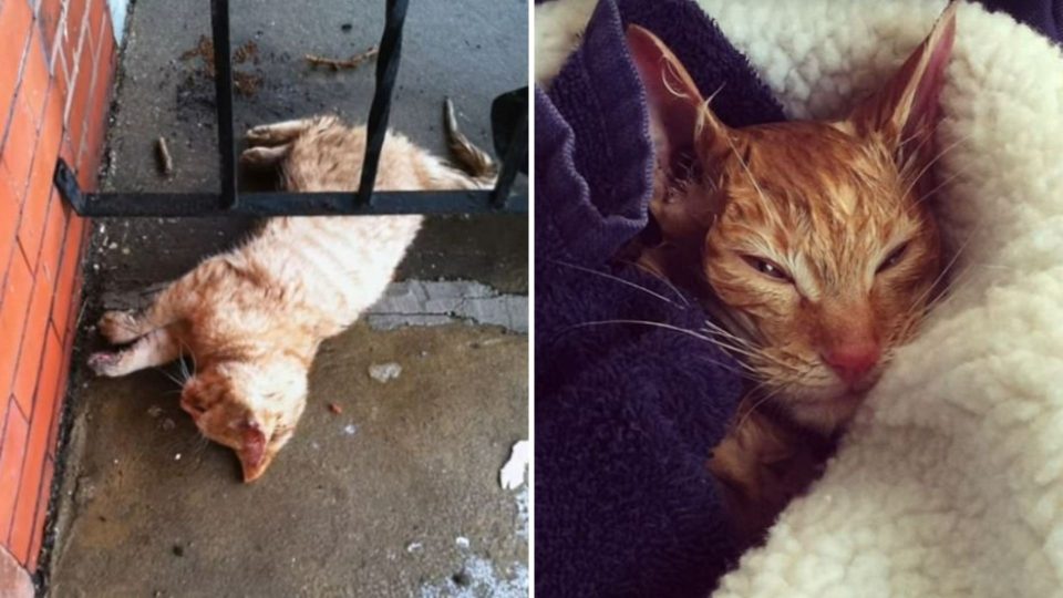A Frozen Stray Cat Close To Death Nursed Back To Health By A Science Teacher