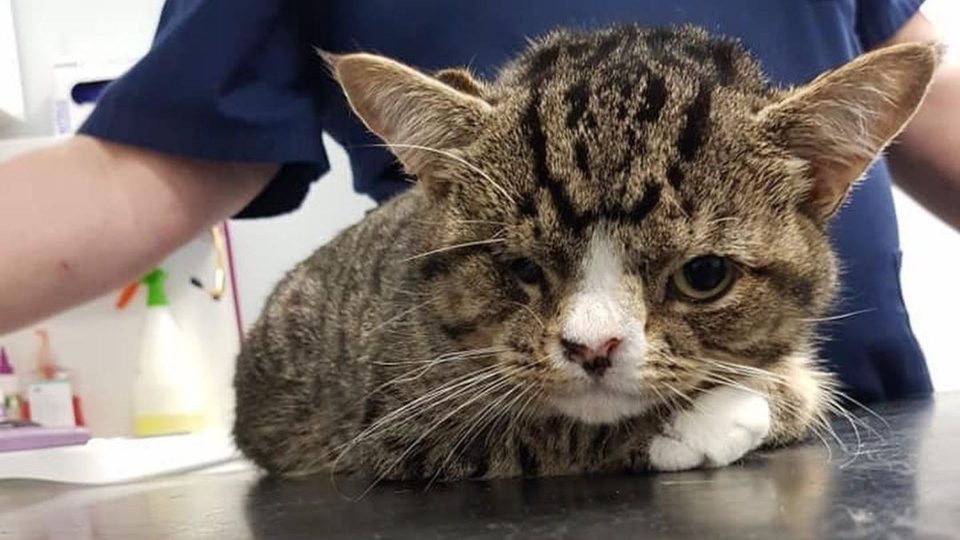 A Kitten With A Defect Is Deemed Ugly, But He Just Wants Love