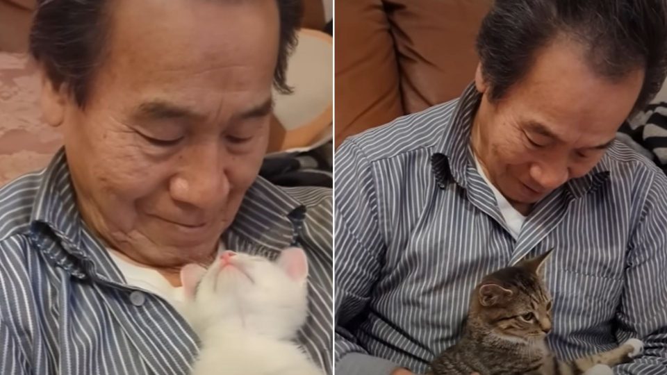 A Man Who Swore He Wasn’t A Cat Person Ends Up Fostering 75 Kittens