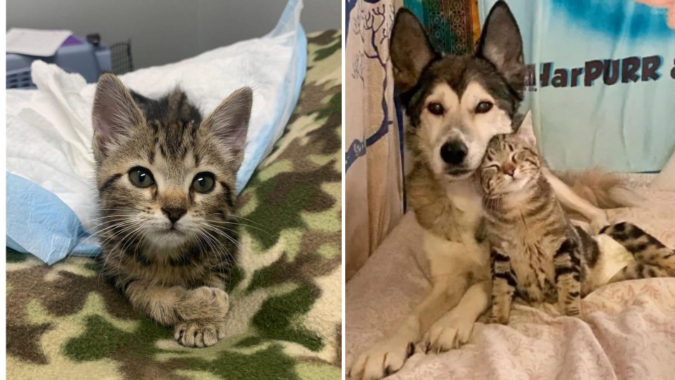 A Rescued Kitten Scoots Over To A Caring Husky To Cuddle With Her