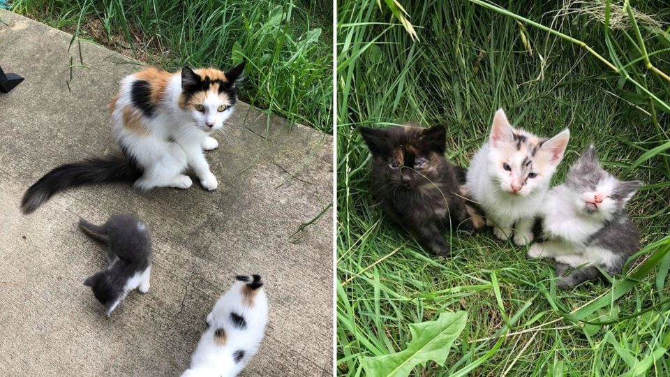 A Stray Cat Approaches Rescuers And Leads Them To Her Three Helpless Kittens