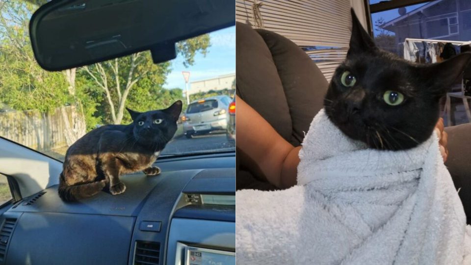 A Stray Cat Gets In The Car And Surprises The Whole Family