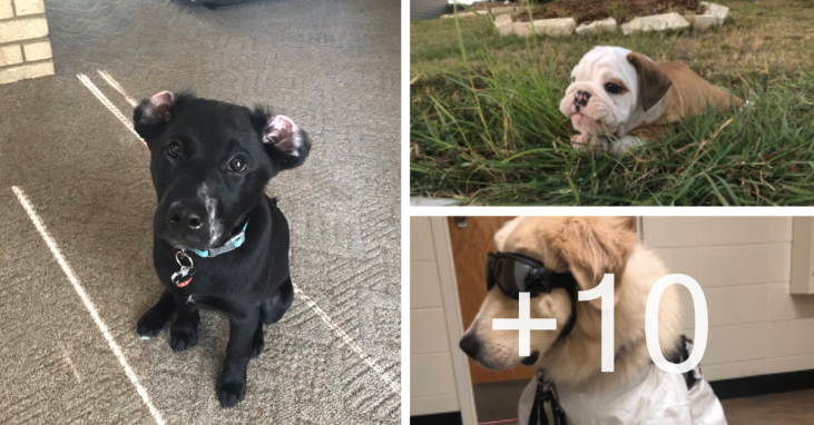 Dog Posts That Will Work Like An Anti-Depressant