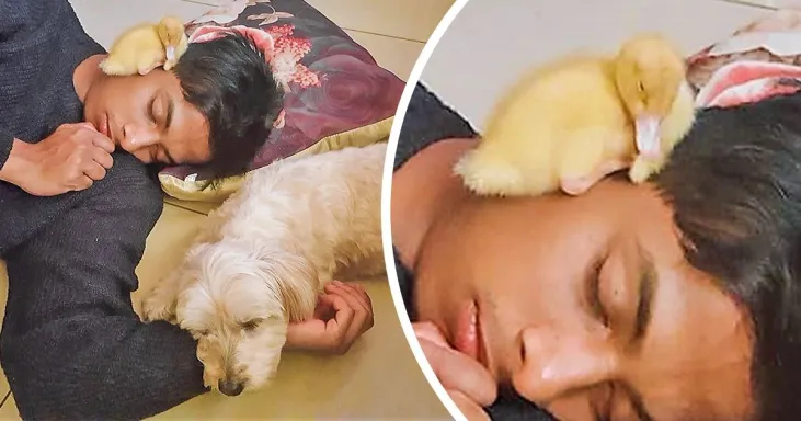 20 Sleepy Pets Who Won’t Let Anything Stand Between Them And Their Nap