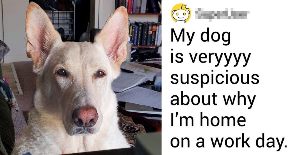15 Pets That Are Living With A Human Soul