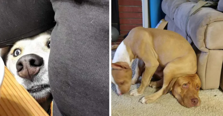 23 Pets Ending Your Delusion That You Trained Them Well
