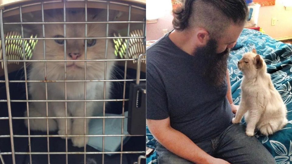 Abandoned Senior Feline Kiki Traded Shelter For A Loving Home