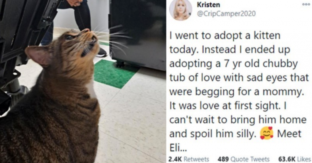 15 People Who Adopted Senior Pets So They Can Give Them A Life They Deserve