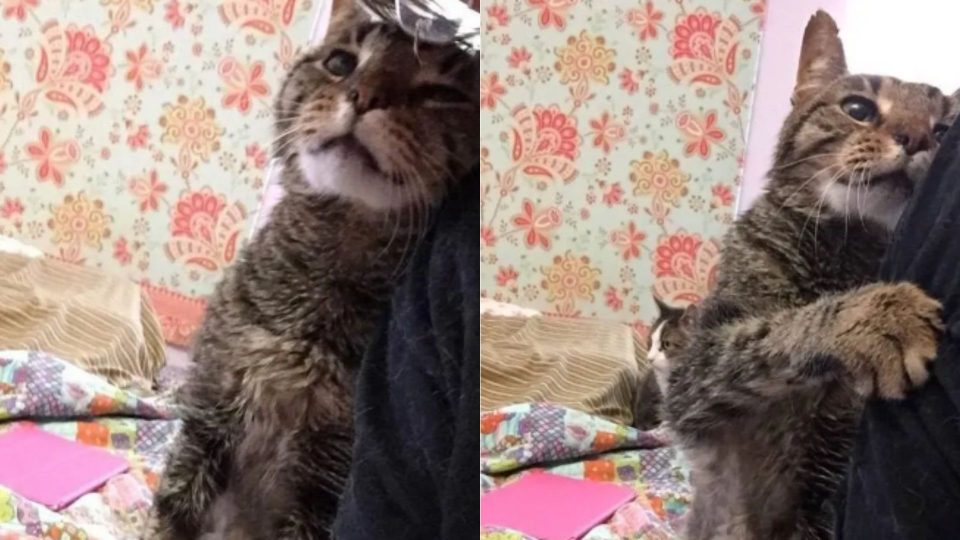 After Losing The Only Family He’s Ever Known, This 16-Year-Old Cat Finds A New One