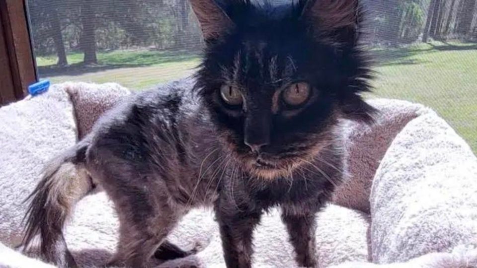 After Struggling For So Long, This Starving Cat Finally Finds Happiness