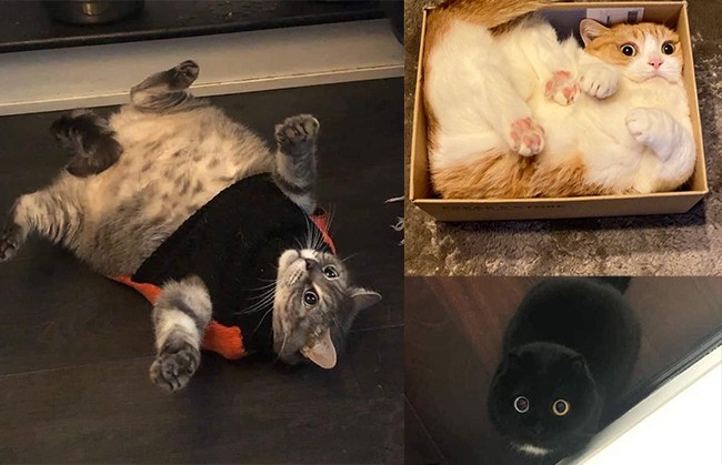 When Box Meets Cat: Perfect Harmony on the Edge of Perfection. 