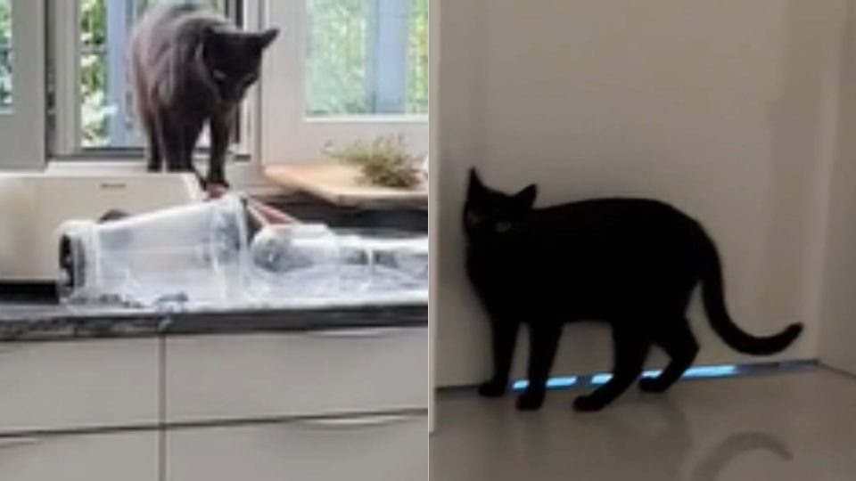 Amazing Black Cat Enters A Woman’s Home To Alert Her That Her Kitty Needs Help