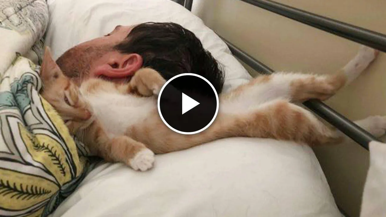 Most cutest and sweetest moments cat sleep on their human