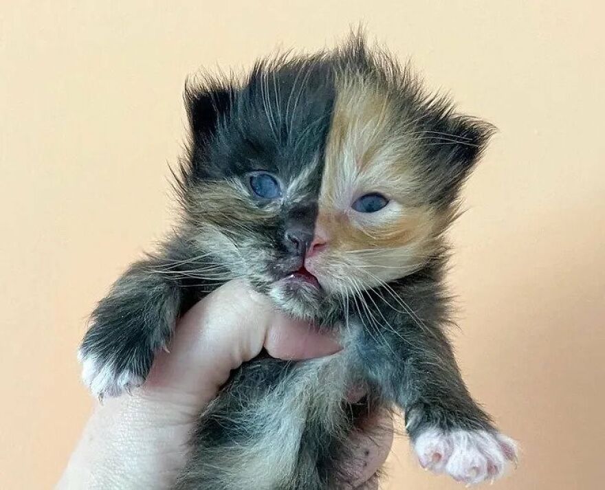 Meet Apricot, An O͏r͏p͏h͏a͏n͏e͏d͏ Chimera Kitten That Looks Like Two Different Cats M͏e͏r͏g͏e͏d͏ Into One 