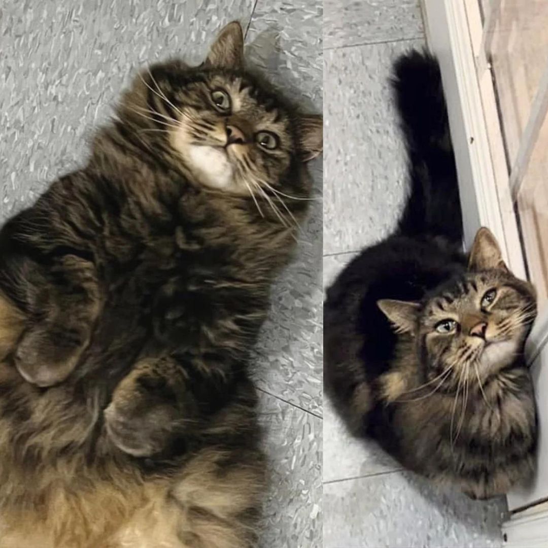 Shelter Cat with Most Attitude Tries to Get True Cat Lovers to Notice, 'It's Her World, We are Living in it'