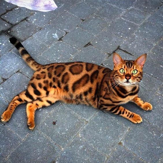 Get M͏e͏s͏m͏e͏r͏i͏ze͏d͏ by the Stunning Spots of 14 Bengal Cats That Resemble Leopards 