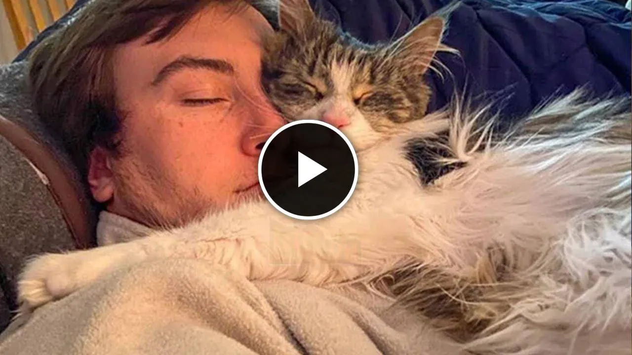 Cute Cats Won't Sleep Until They Cuddles with Their Human. Cute Cats And Owners Sleep Together.