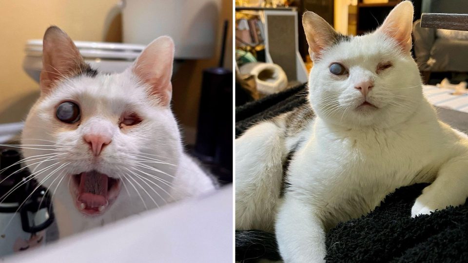 Blind Kitty Rescued From A Bear’s Den Finds His Forever Human