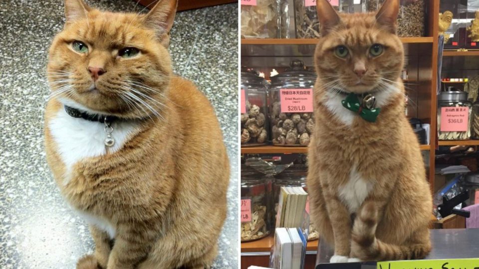 Bobo The Cat Retired After Running A Store For 9 Whole Years