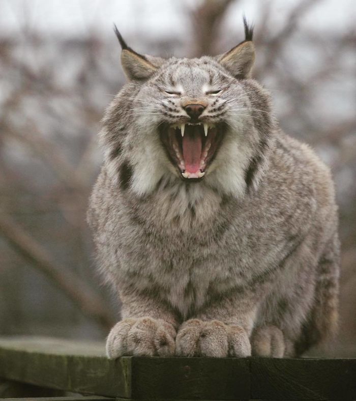 Majestic Paws: Discover the Enchanting Canada Lynx, a Feline with Giant Paws That Resemble Those of Humans