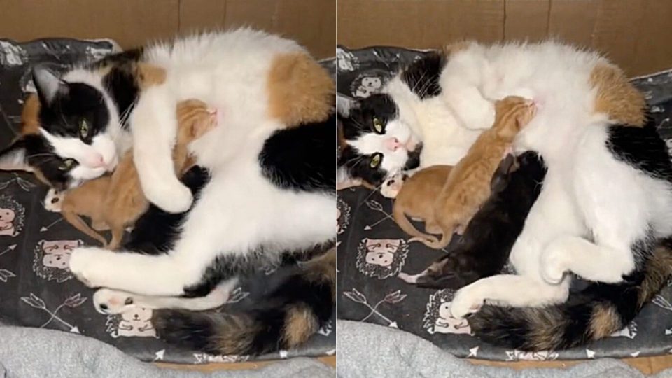 Calico Mama Feline Welcomes An Abandoned Kitten Into Her Litter
