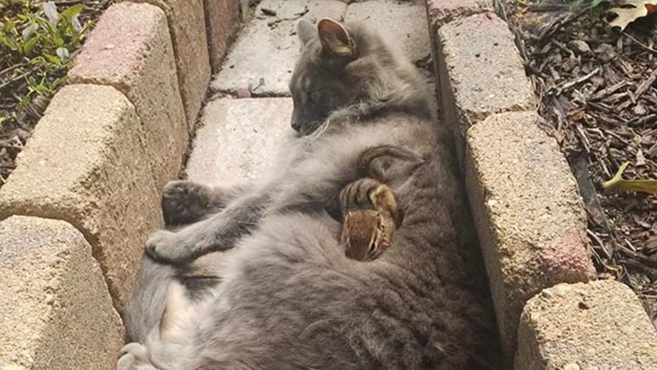 Cat Befriends A Chipmunk And Spends All Day Cuddling With It