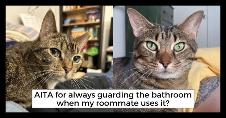 Hilarious AITA Twitter Posts From The Perspective Of Cats That Will Put A Smile On Your Face