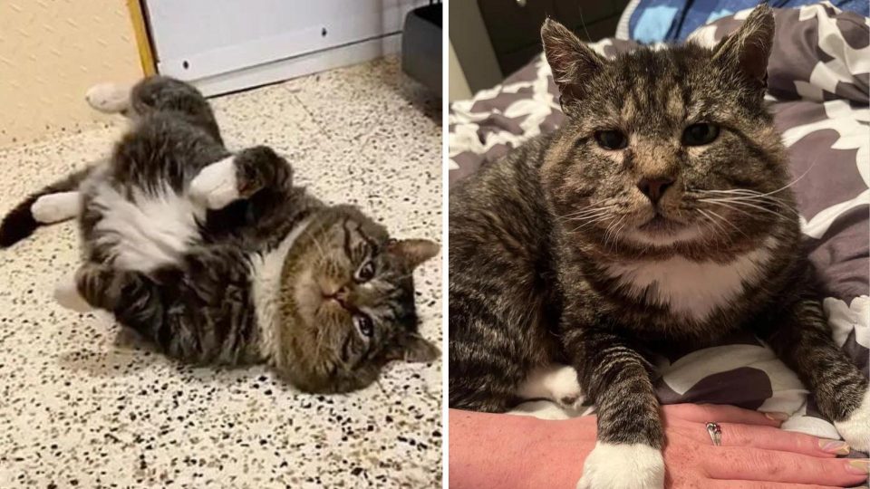 Cat Rolls All Over The Ground In Front Of His Adopters After Years Of Wandering Outside