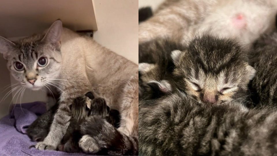 Cat Gives Birth To 6 Kittens While Her Owner Is At Work