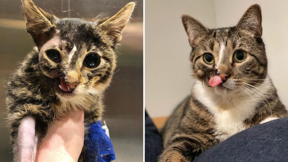 Cat Missing Half Of His Face Finally Gets The Life He Deserves