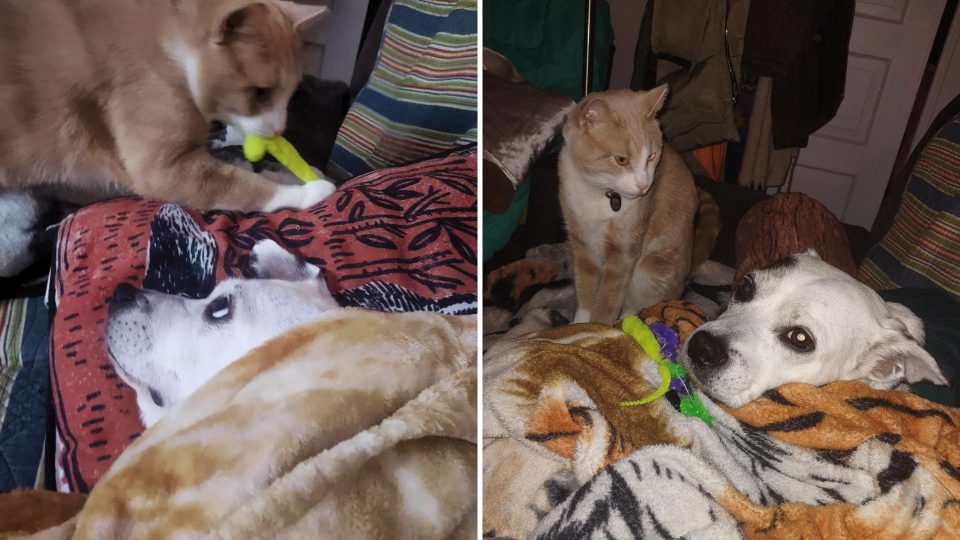 Cat Takes Care Of His Canine Sibling, Melting Viewers’ Hearts But Confusing The Dog