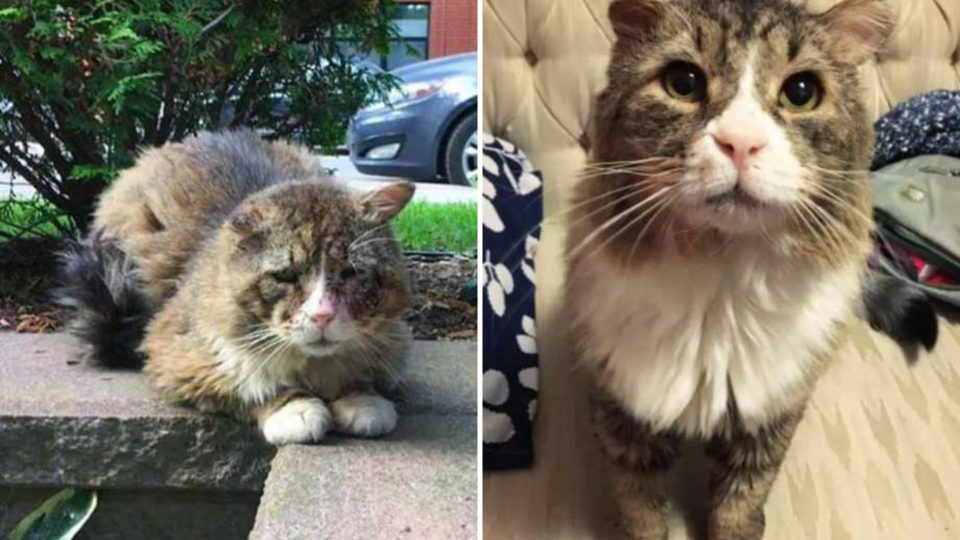 Cat Who Lived A Rough Life Finds Love And Gets Happiness Back In His Beautiful Eyes