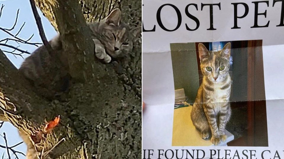 Feline Missing For 2 Weeks Found Stuck In A Tree