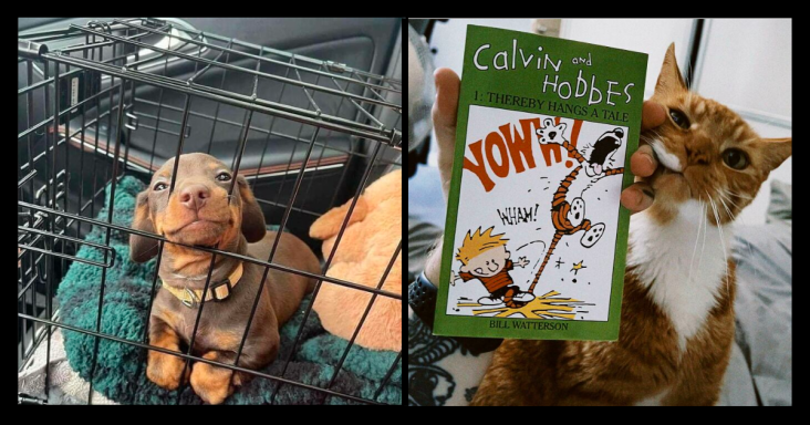 Wholesome Pictures Of Adopted Pets Settling Into Their New Forever Homes