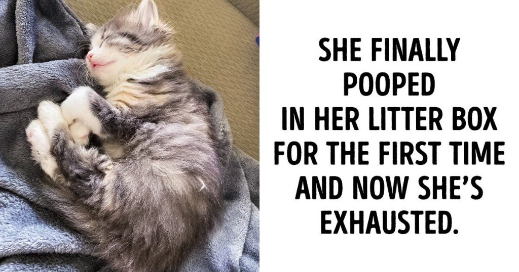 16 Pets Who Did Something For The First Time, And Made Everyone Proud